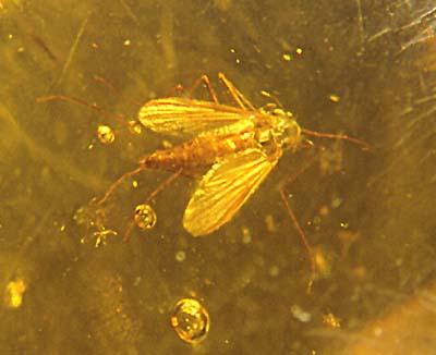 Eocene / Oligocene midge in Baltic amber